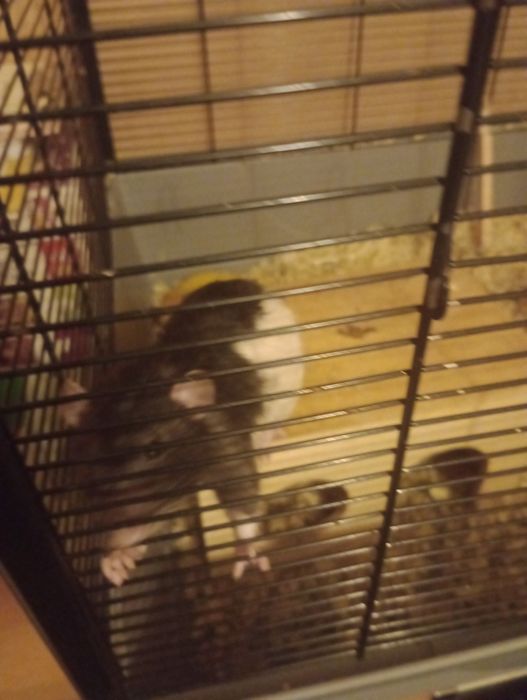 Dwa szczury chłopaki