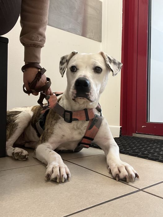Dino do adopcji , mix amstaff