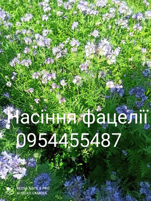 Насіння фацелії 140 грн/кг