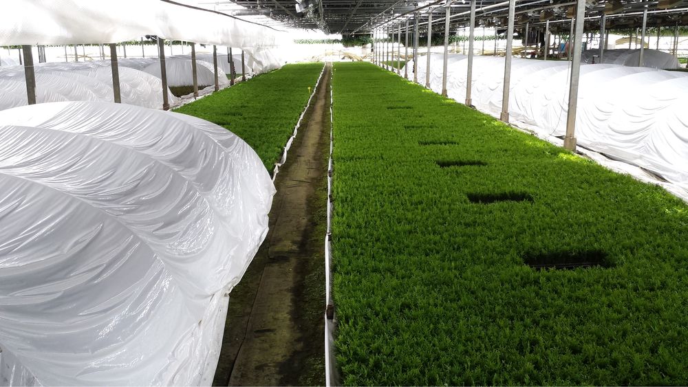 Sadzonki szmaragd multiplat holandia WIOSNA 2026