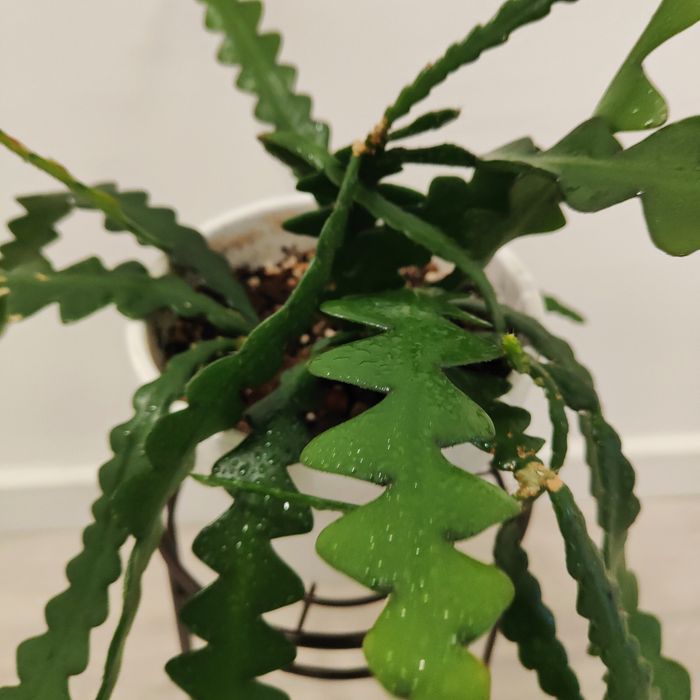Zig zag cactus // planta interior