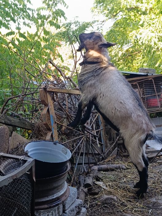 козел козлик цап