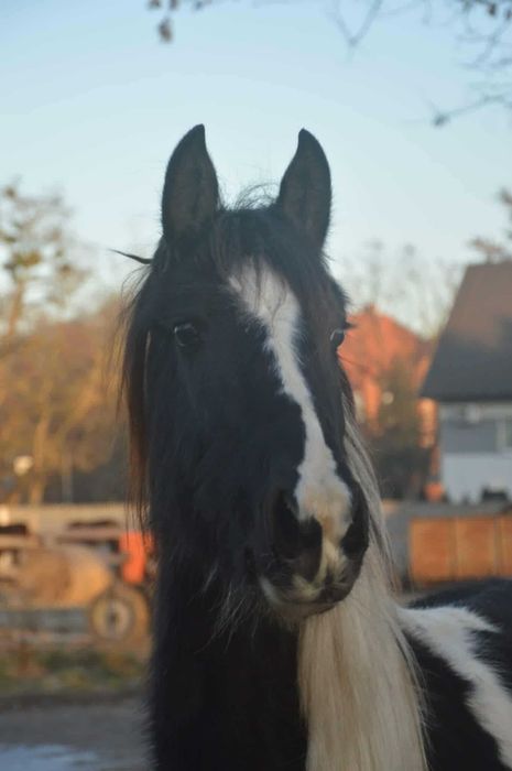 klaczka roczna sp i fryz