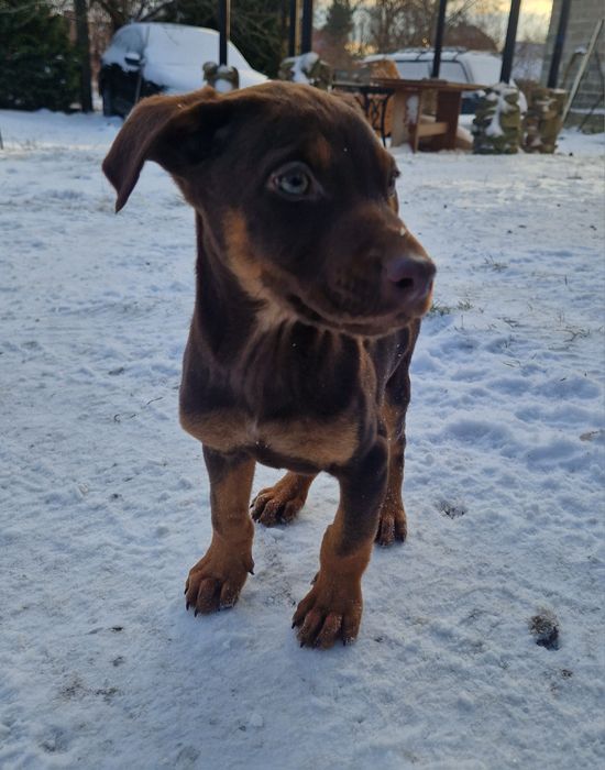 Добермани(МЕТИСИ)