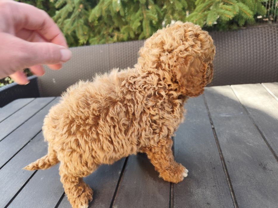 Pudel miniaturowy rudy, red