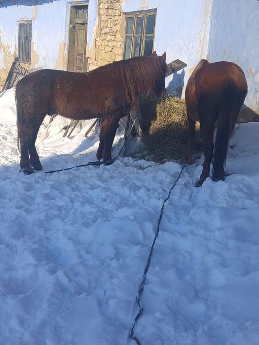 Продається кобила/кінь