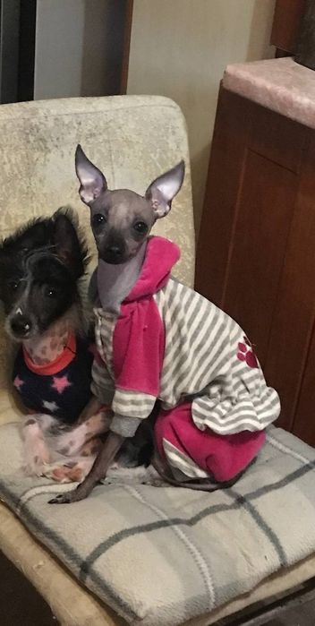 Ксолоітцкуінтлі- мексиканська гола собака