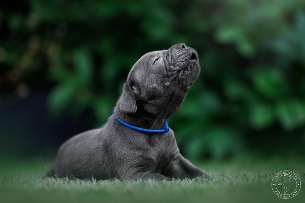 Cane corso szczenie