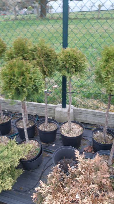 Drzewka tuje jalowce jodły formowane  na pniu.