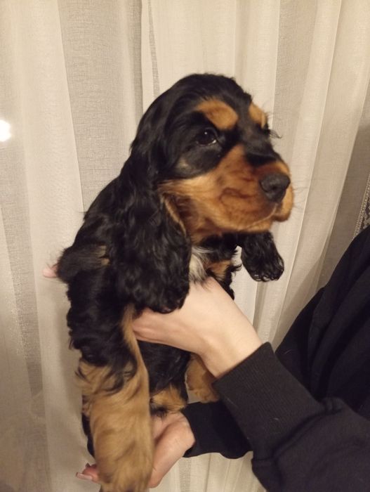 Suczka Cocker spaniel angielski