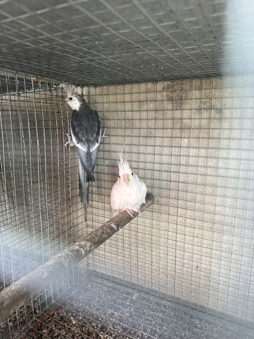Pyrrhuras, Aratinga jandaya, Casais Caturras Reprodutores