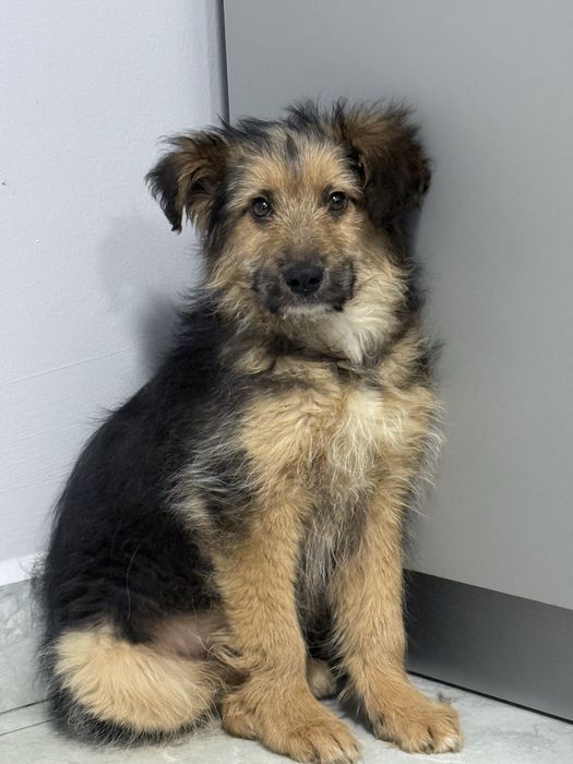 szczeniaki do oddania