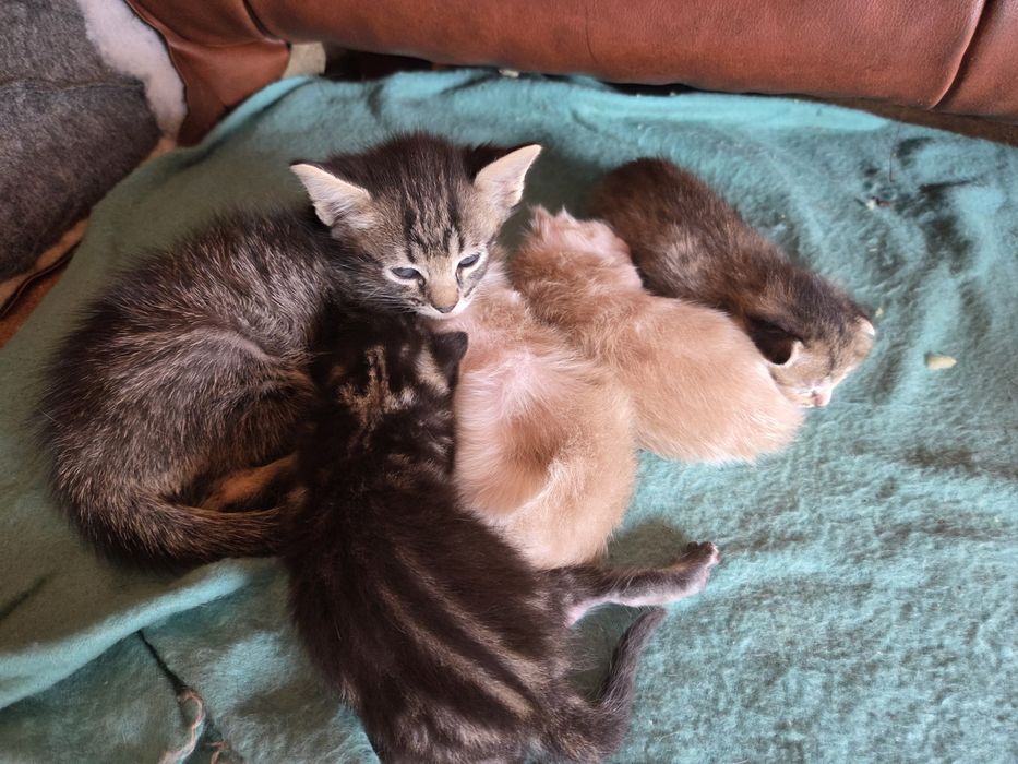 Vários gatinhos para adoção