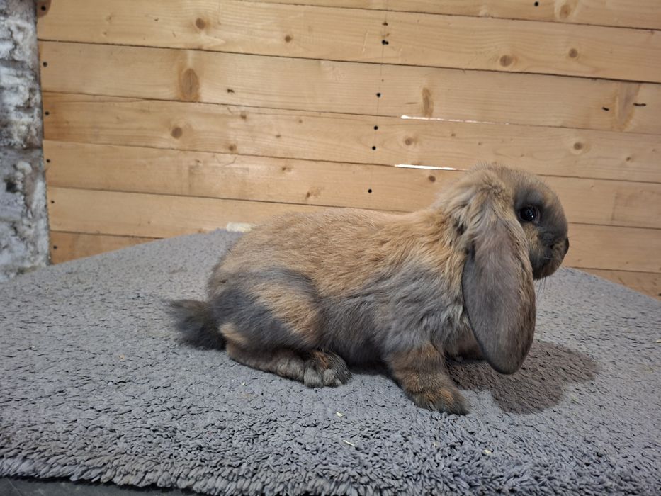 Samica francuski barana Madagaskar