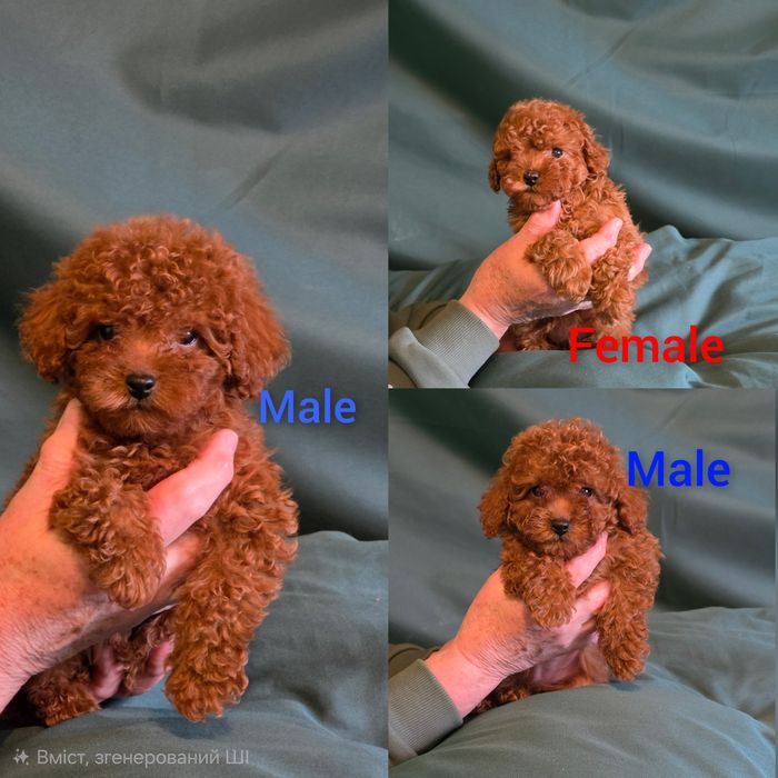 Пуделі від заводчика янтарний редбраун