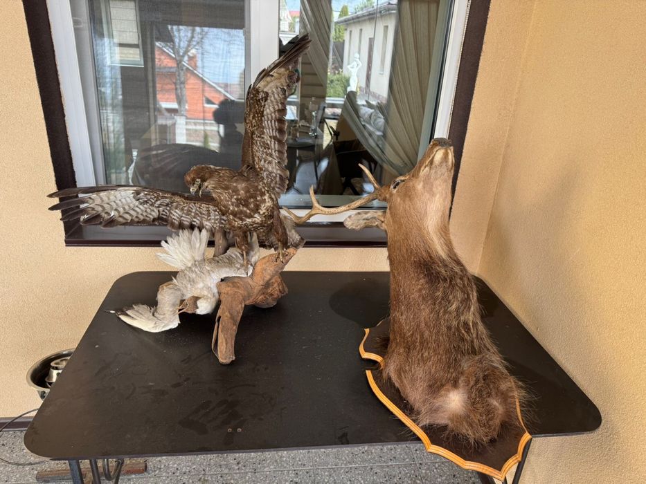 Голова оленя з рогами