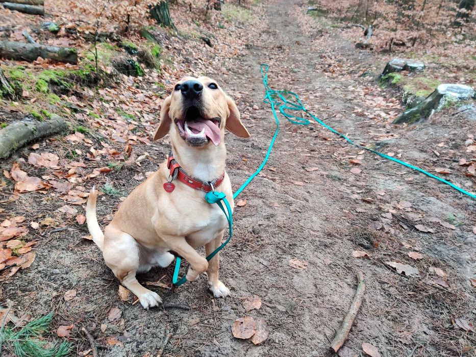Zadbany, wychowany z jedną rodziną pies szuka doświadczonego domu