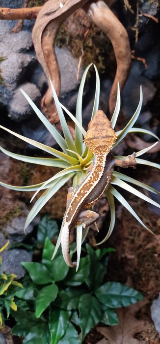 Gekon orzęsiony samiec full pinstripe correlophus ciliatus R8-J7-4 jaszczurka