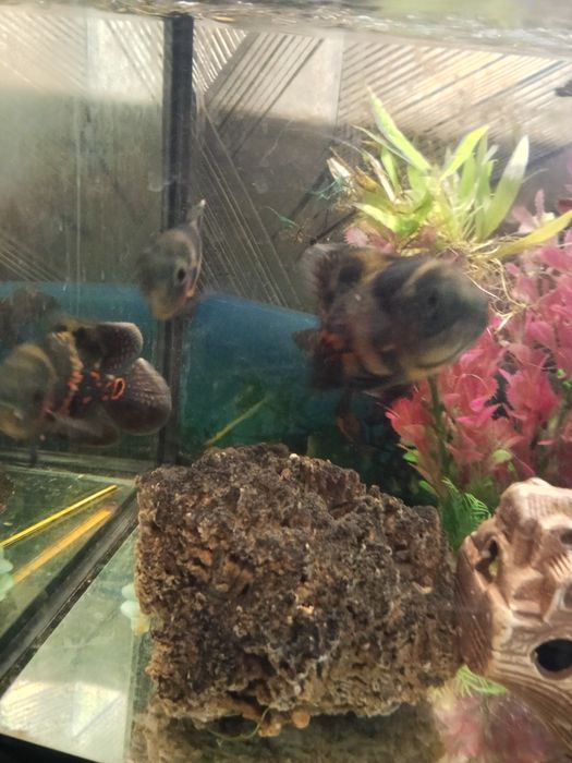 Pielęgnice pawiookie