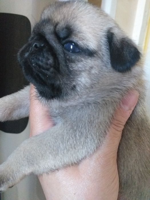 Найгарніші мопсики