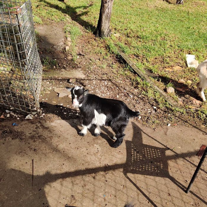 Cabritos anões filhotes com 2 meses