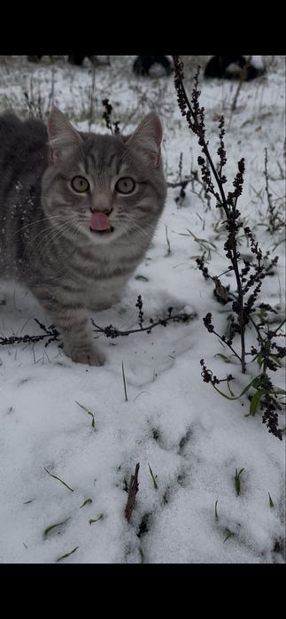 Кішка та кошеня(підліток) безкоштовно