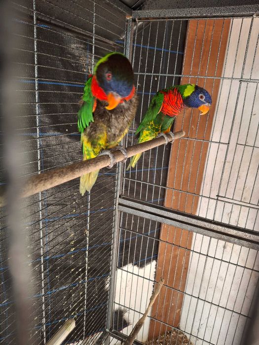 Casal de loris hematudus puros