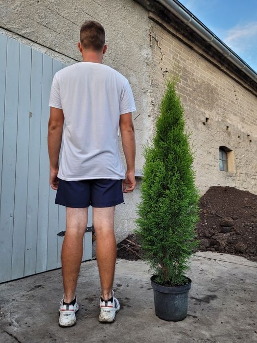 PROMOCJA! Tuja szmaragd 130cm!! Kompleksowe nasadzenia!