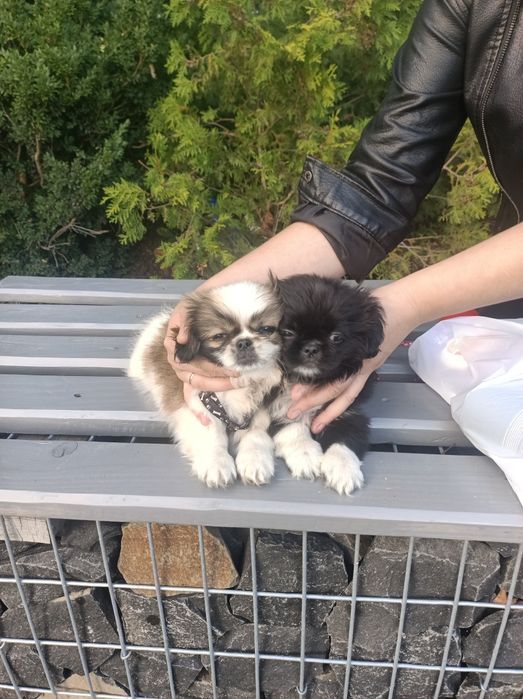 Продаються пікінеси