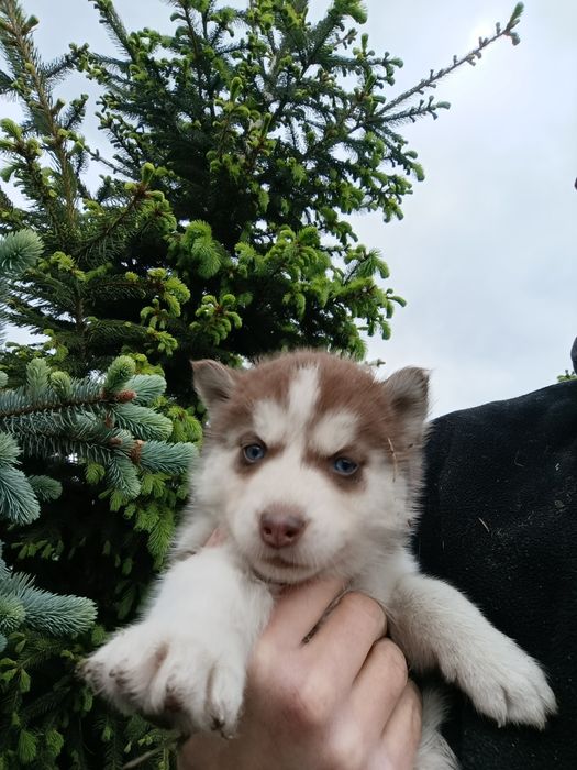 Szczenię Syberian Husky rudy