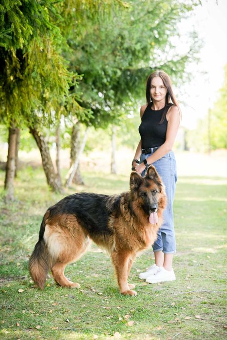 Tenor - kontaktowy pies w typie owczarka niemieckiego do adopcji!
