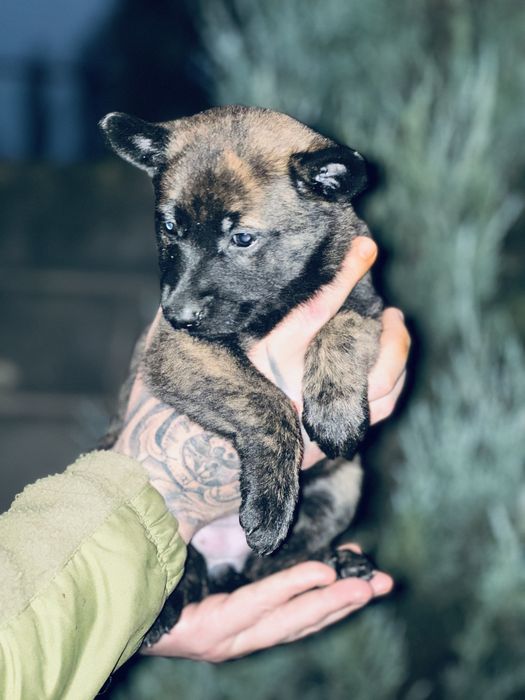 Хердер! Голландская овчарка! Девочка!