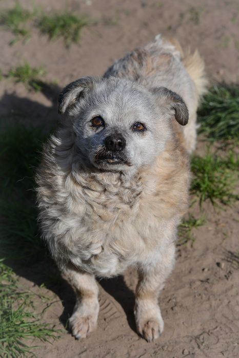 Puti - psi senior szuka domu