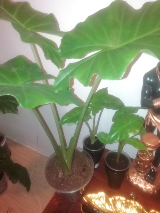 Комнатные растения  , Регал Шилд, алоказия Портодора, хлорофитум