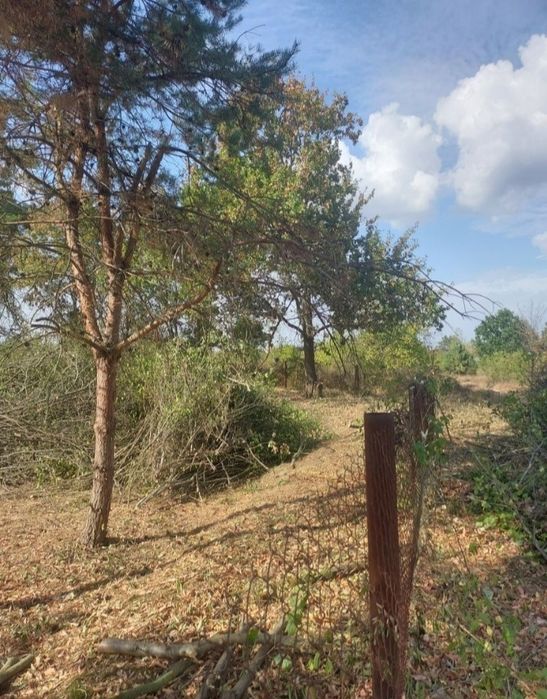 Зачистка ділянок та зріз аварійних дерев