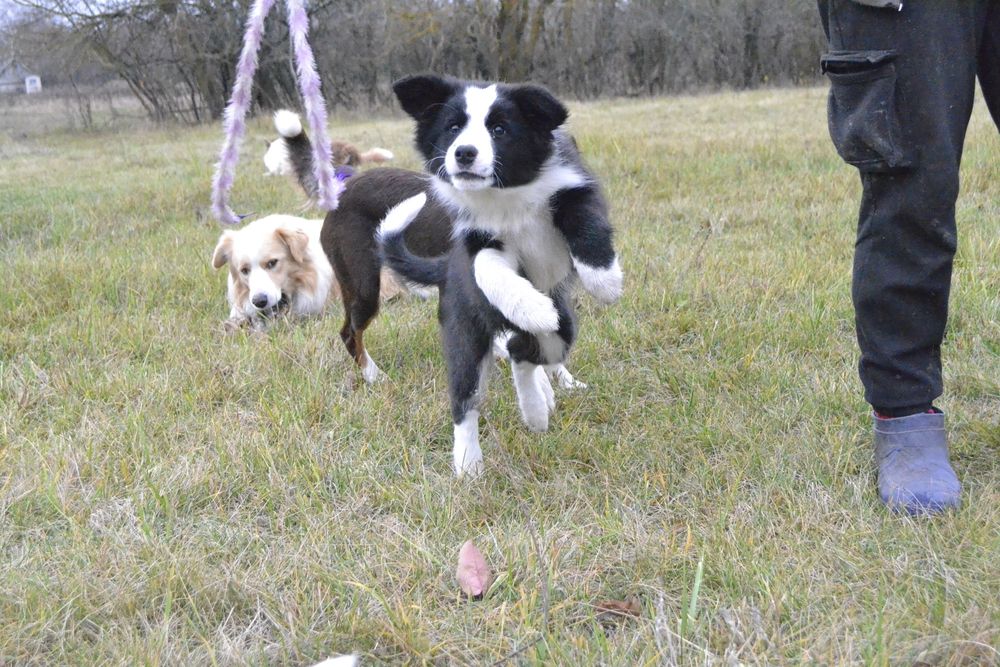 Цуценята Бордер Колли