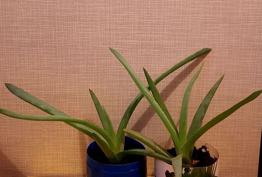 Алоэ Вера комнатный цветок