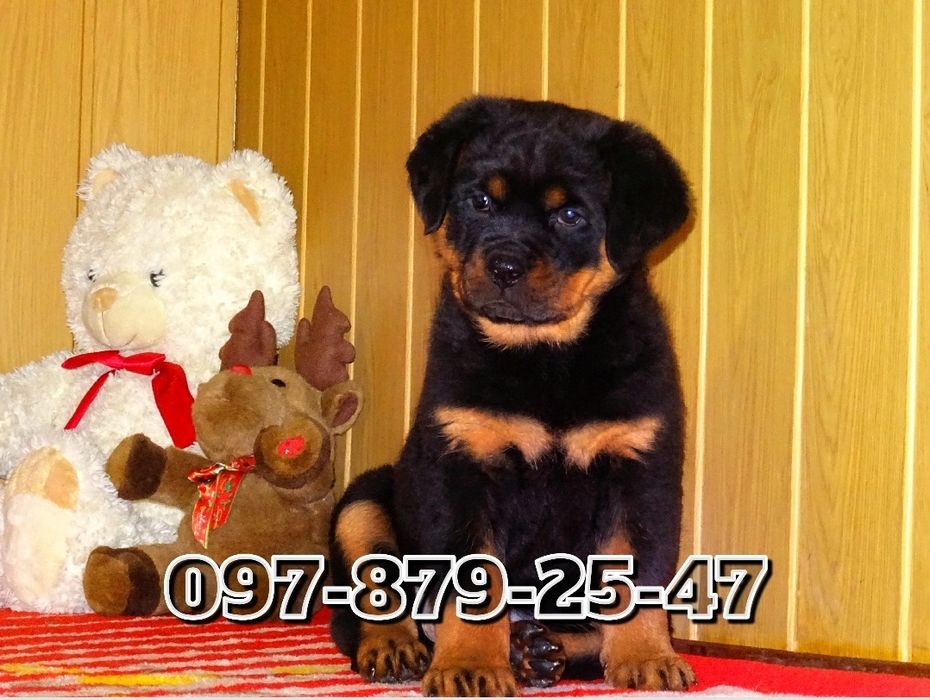 Добротный щеночек ротвейлера!