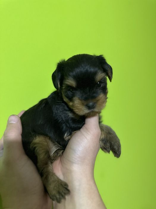 Йорк стандарт від елітних батьків