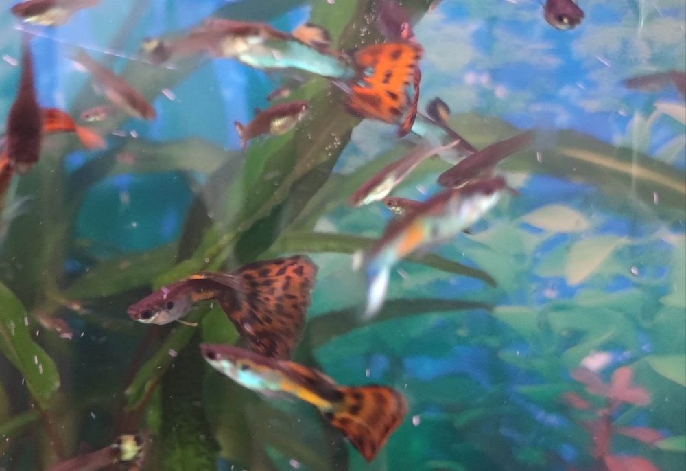 Ryby akwariowe gupiki