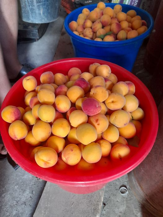 Варення домашнє джем абрикос 2025