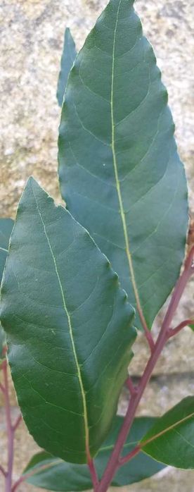 Folhas de Louro Biológico