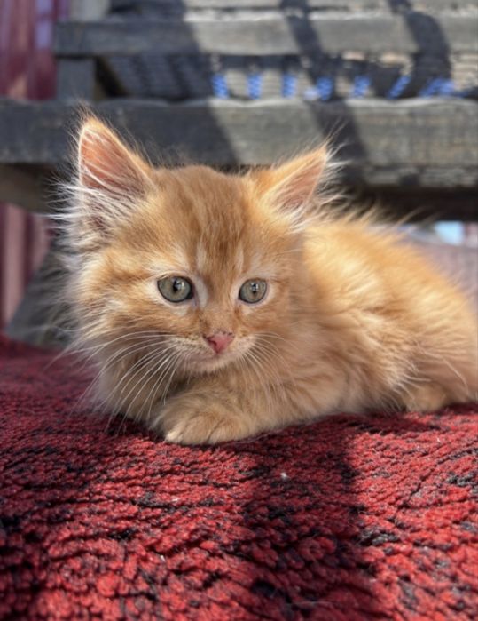 Віддаємо котиків