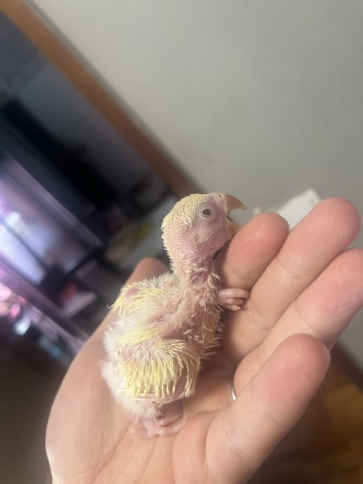 Agapornis roseicolis domesticados varias cores