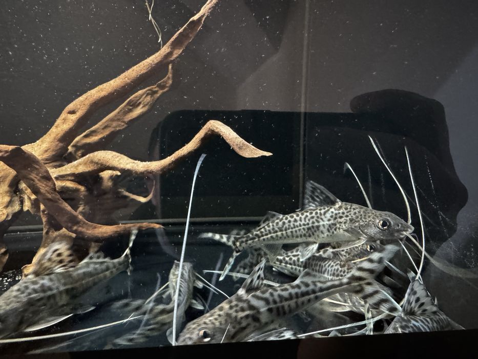 Sum pictus 8 szt. Mandi mały