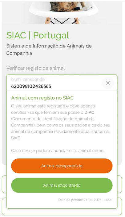 scottish fold com 2 meses