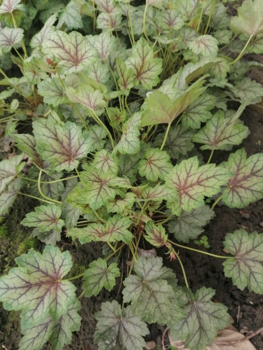 Гейхери (набір сортів)