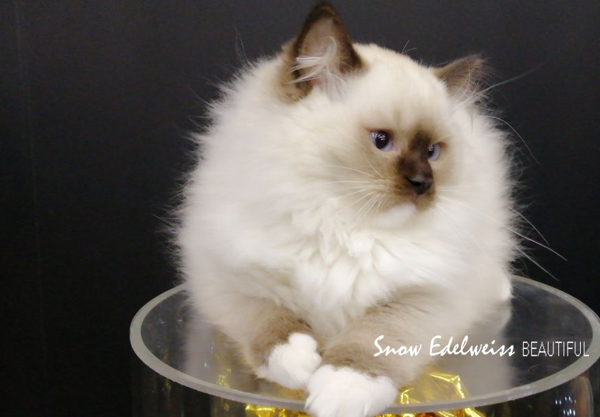 #Рэгдолл/RAGDOLL Котята