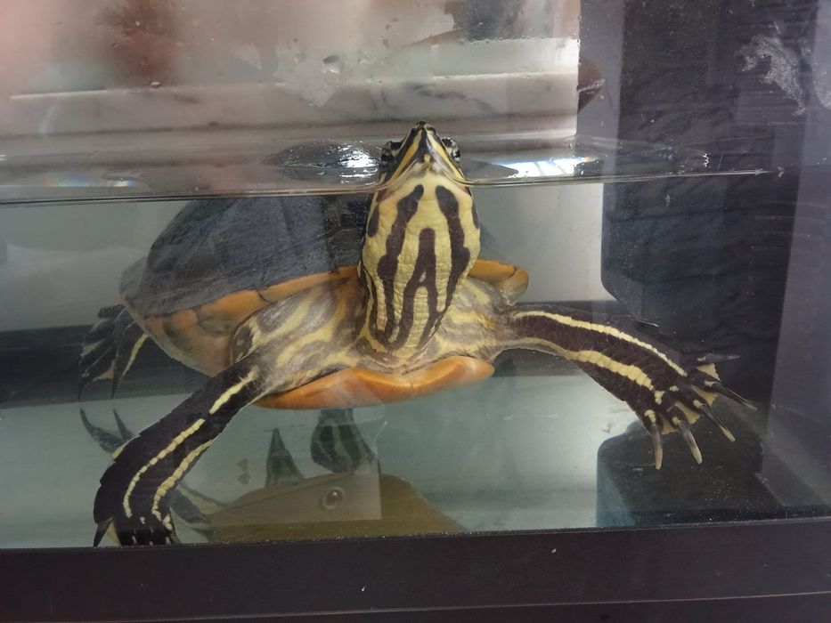 Tartaruga e aquário
