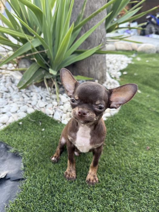 Chhuahua chocolate miniatura maravilhoso